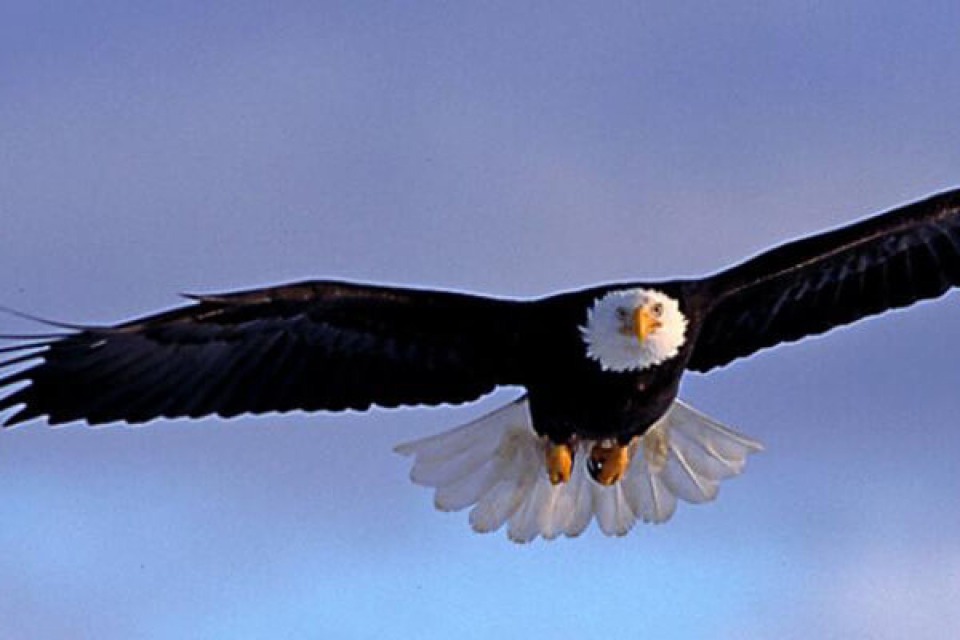 Bald Eagle Watch in Des Moines County, Iowa
