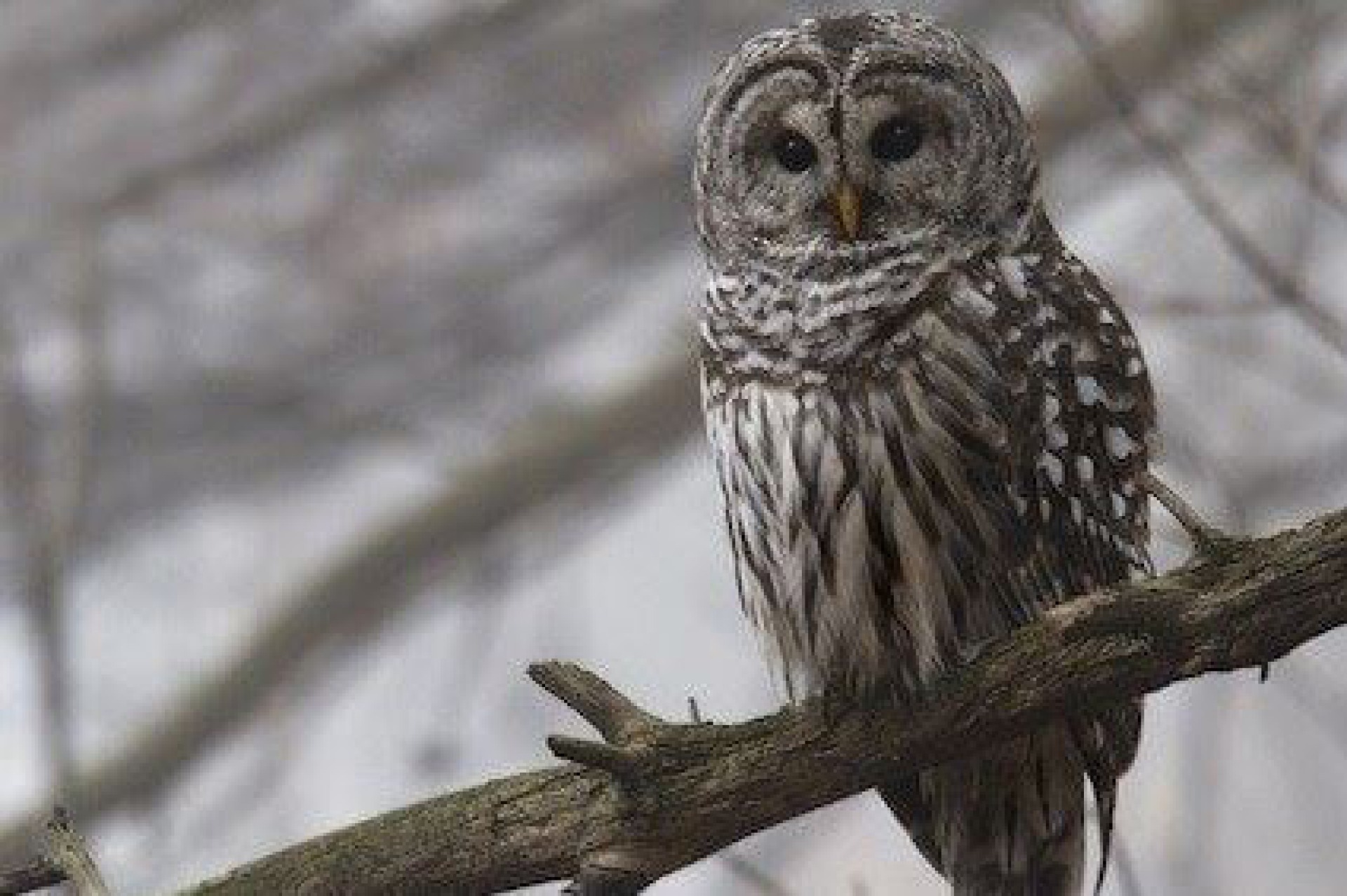 Barred owl